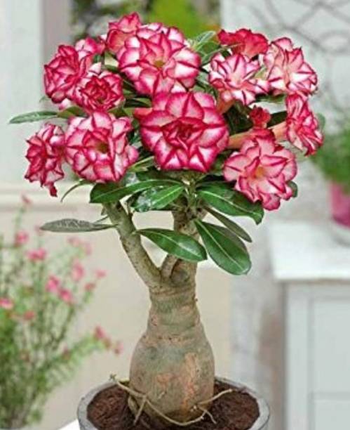 Palanhar Adenium Plant