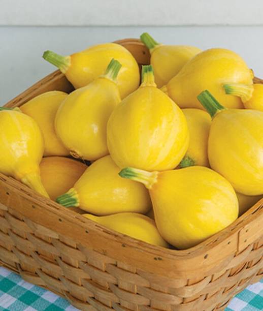 VibeX Lemon Drop Hybrid Squash Seed