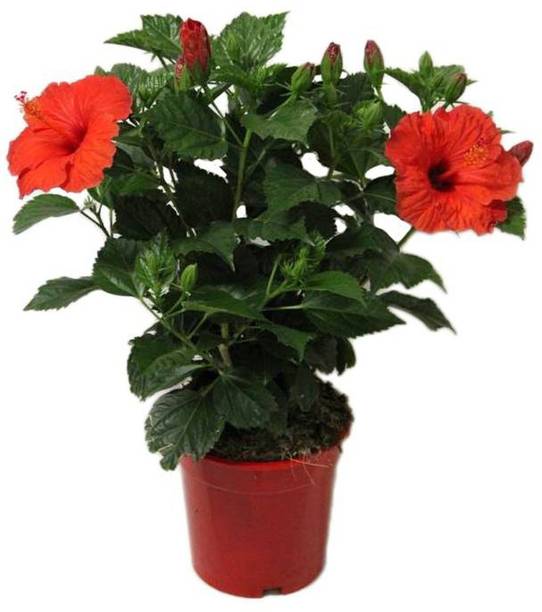 Risenshine Hibiscus Plant