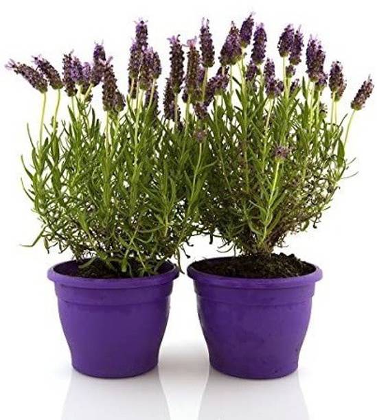 WILLVINE Lavender Seed