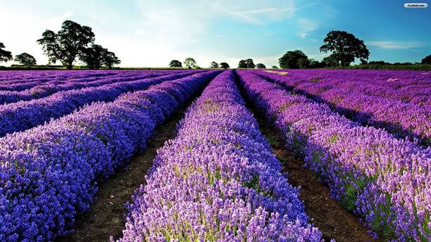 WILLVINE lavender Seed