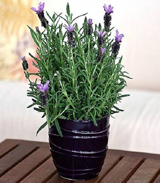 ActrovaX Lavender Organic For Home Gardening F1 Hybrid Herb [5gm Seeds] Seed