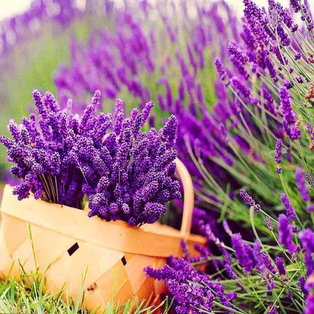 VibeX Lavender Seed