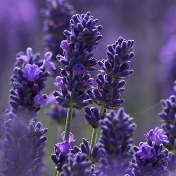 Biosnyg Lavender Seed
