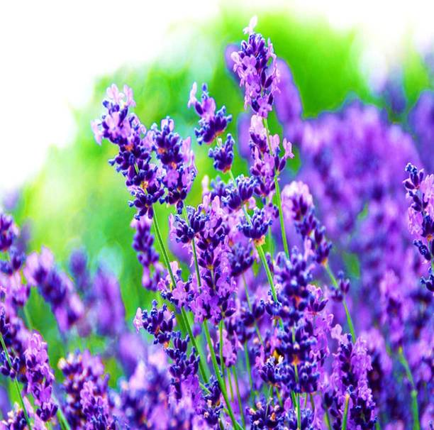 WILLVINE Lavender Seed