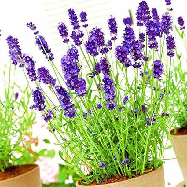 VibeX Lavender Seed