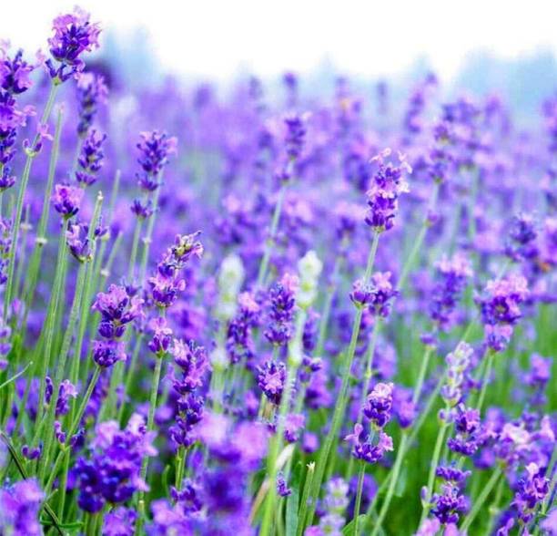 VibeX Lavender Seed