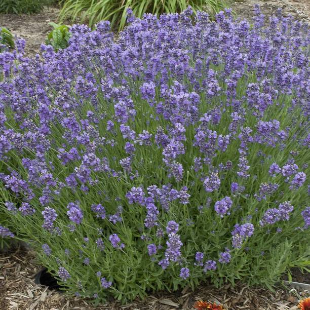 VibeX Lavender Seed