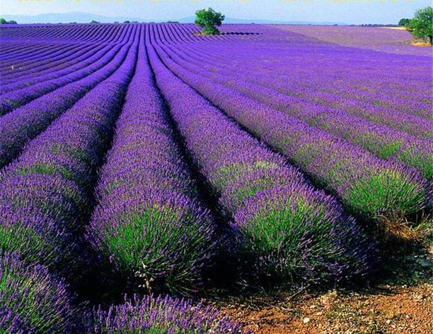 Biosnyg Ornamental Plants for Garden Balcony,Easy to plant lavender 10 Seeds Seed