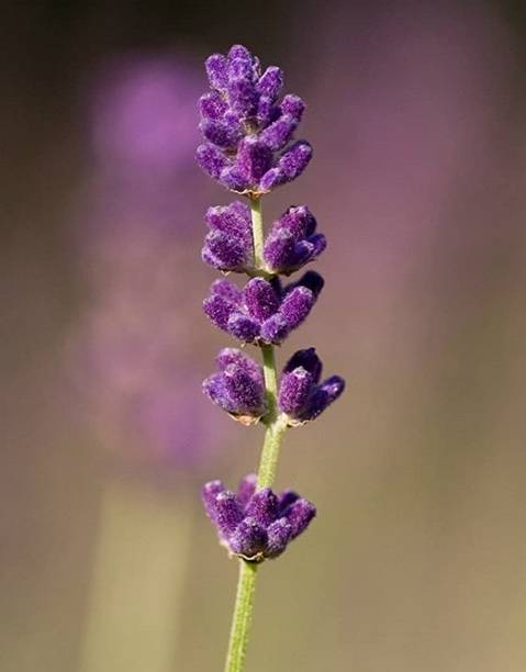 WILLVINE Lavender Seed
