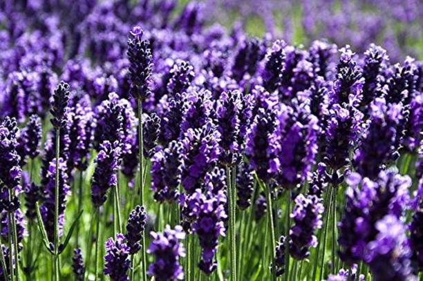ActrovaX Plant - Lavender Imported Herb [10gm Seeds] Seed