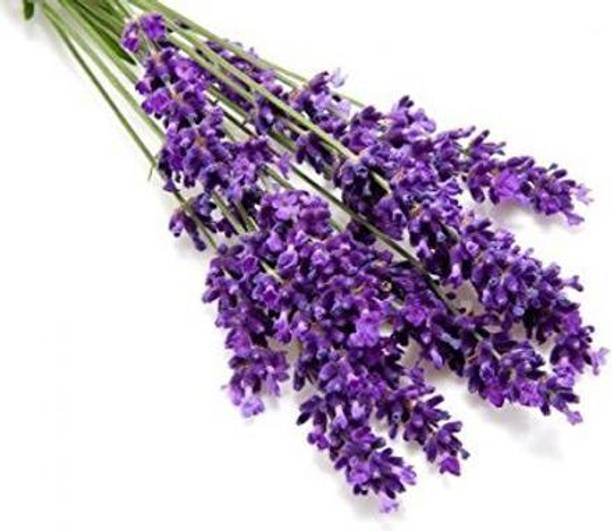 VibeX Lavender Seed