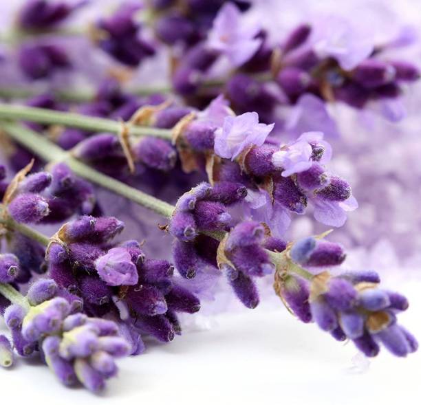 VibeX Lavender Seed