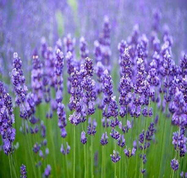 ActrovaX Lavender Seed