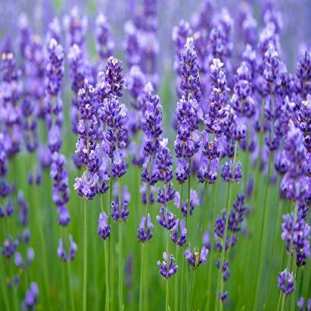 VibeX Lavender Seed
