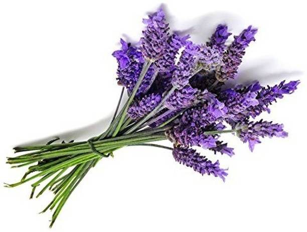 ActrovaX Ornamental Plants For Garden Lavender Flower [10gm Seeds] Seed
