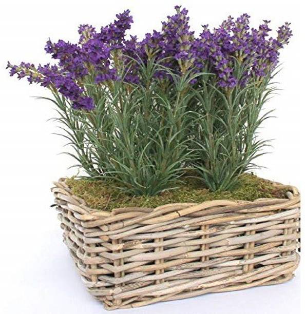 ActrovaX Lavender Blue Flower herb [10gm Seeds] Seed