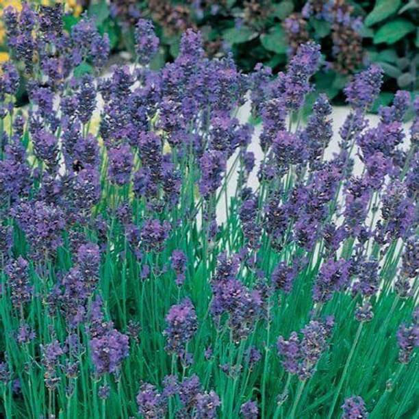 VibeX Lavender Seed