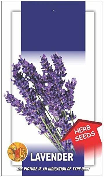 VibeX Lavender Seed