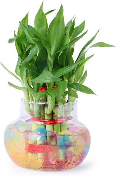 GIRISHA TRADERS Two Layer Bamboo Plant