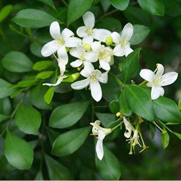 Click to purchase Madhu Kamini Plant