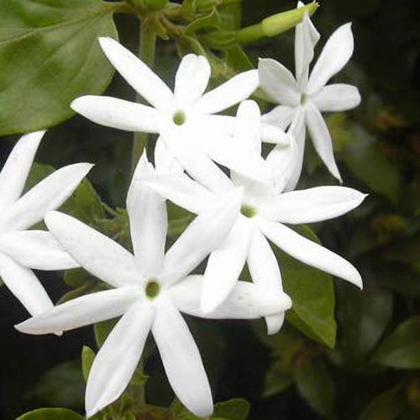 Cloud Farm Jasmine Plant