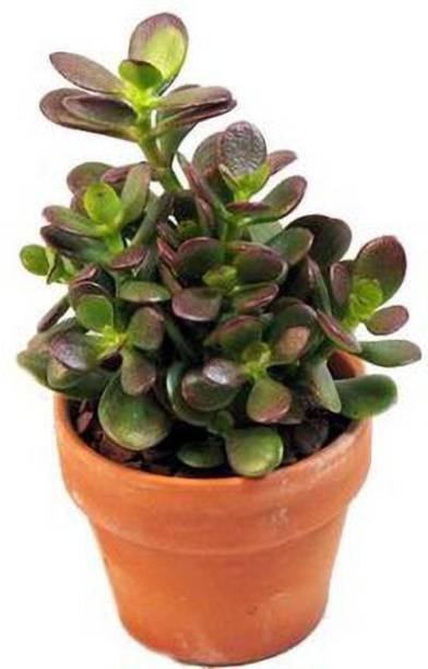WB Wood Gibbs Two Layer Bamboo Plant