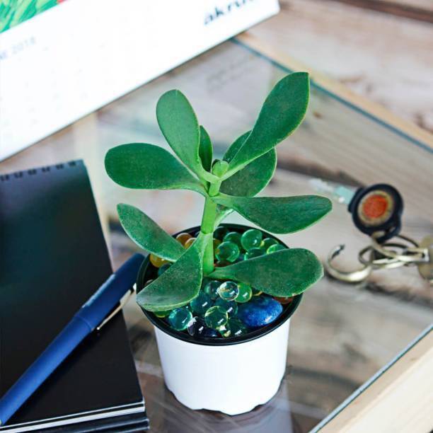 WB Wood Gibbs Two Layer Bamboo Plant