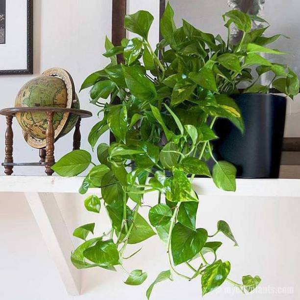 LaughEarth Money Plant