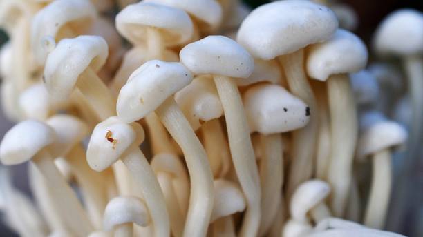 Paudha Mushroom Seed