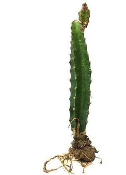 Megha Fish Farming Dragon Tree