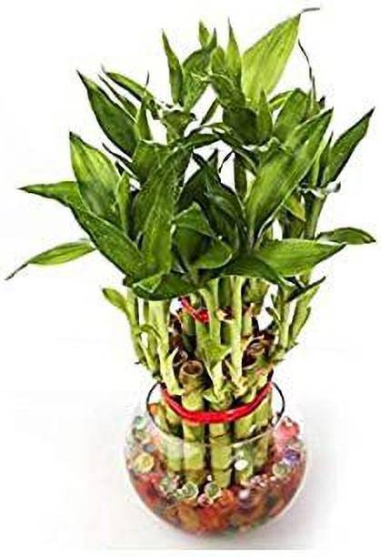 GHF Two Layer Bamboo Plant