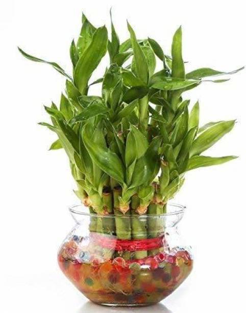 VamiJen Two Layer Bamboo Plant
