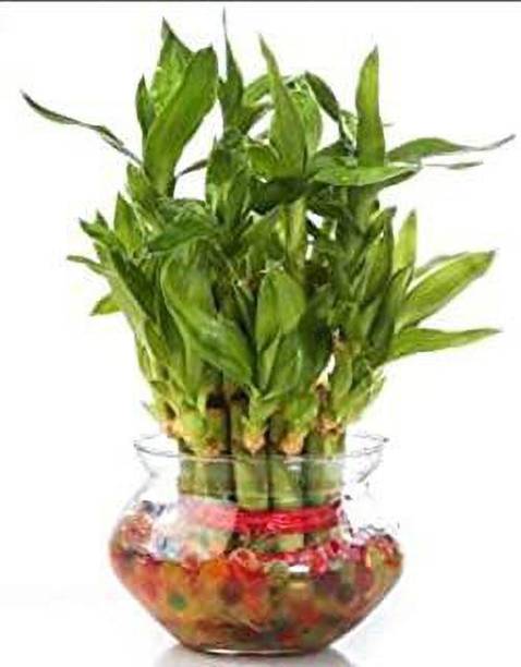 GHF Two Layer Bamboo Plant