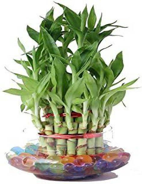 GHF Two Layer Bamboo Plant