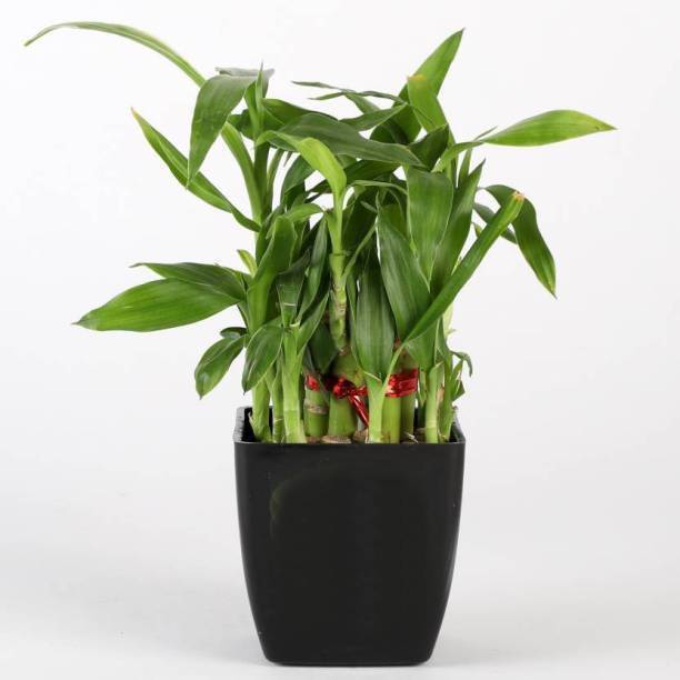 GHF Two Layer Bamboo Plant