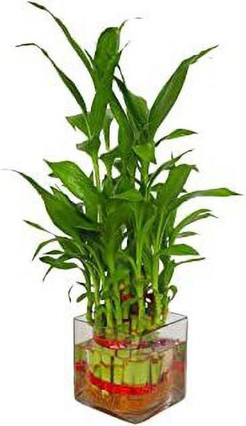 GHF Two Layer Bamboo Plant