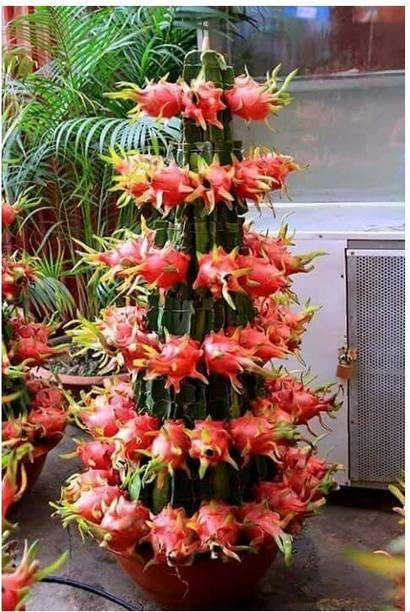 Cloud Farm Dragon Tree