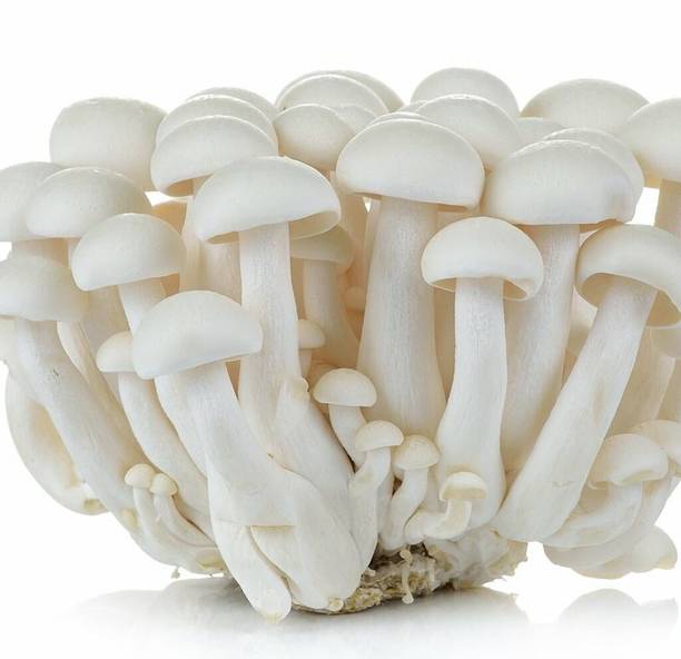 RMD मशरूम हर्ब बीज