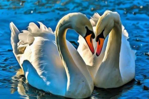 The Beautiful Bird Poster Size 12x18 inch, Matt Finish Paper with Lamination, High HD Quality Prints ! Paper Print