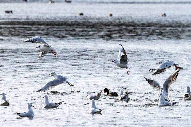 The Beautiful Bird Poster Size 12x18 inch, Matt Finish Paper with Lamination, High HD Quality Prints ! Paper Print