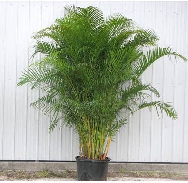Cloud Farm Areca Plam