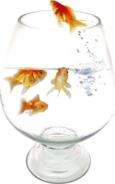 BILAL ANSARI 7 Inch Wine 3.5L Round Ends Aquarium Tank