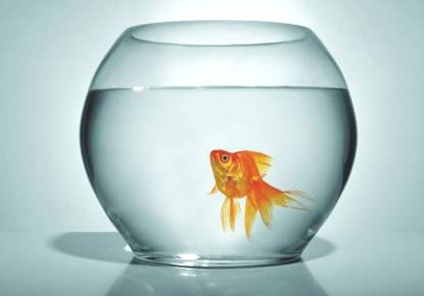 BILAL ANSARI Aqua_03 presenting cute & glossy looking glass fish aquarium (pack of 1, 8 inch) Round Ends Aquarium Tank
