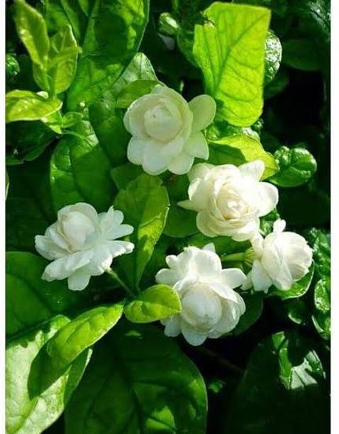HEALTHY PLANT Jasmine Plant