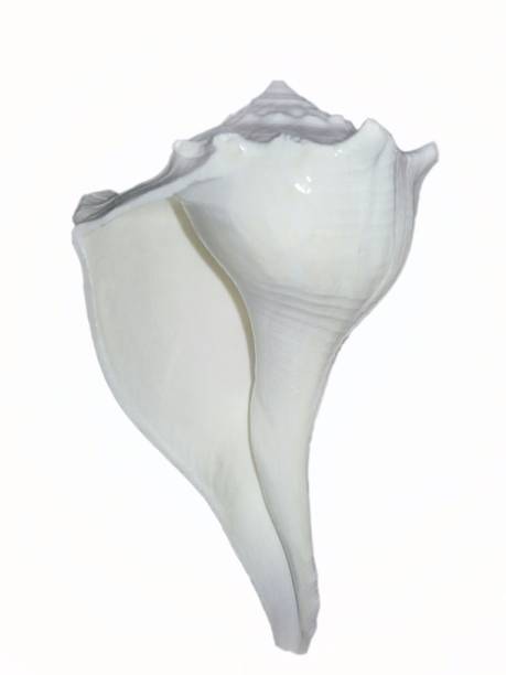 Narayan Religious Shopee Dakshinavarti (7.5 Cm Conch ) White Shankh Sacred Shankh