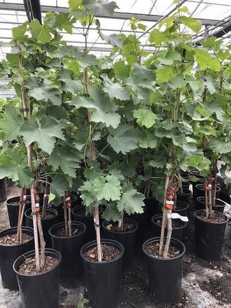 Samarthgreens Grapes Plant