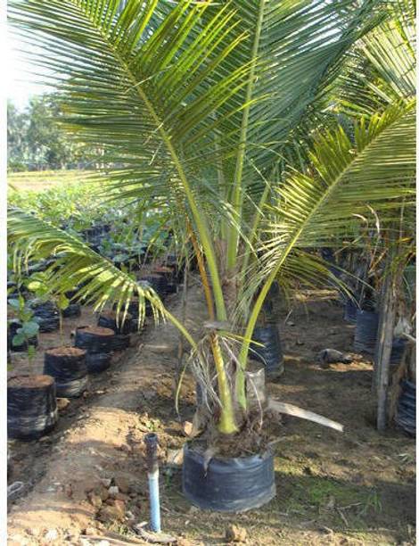 Gaingreen Coconut Plant