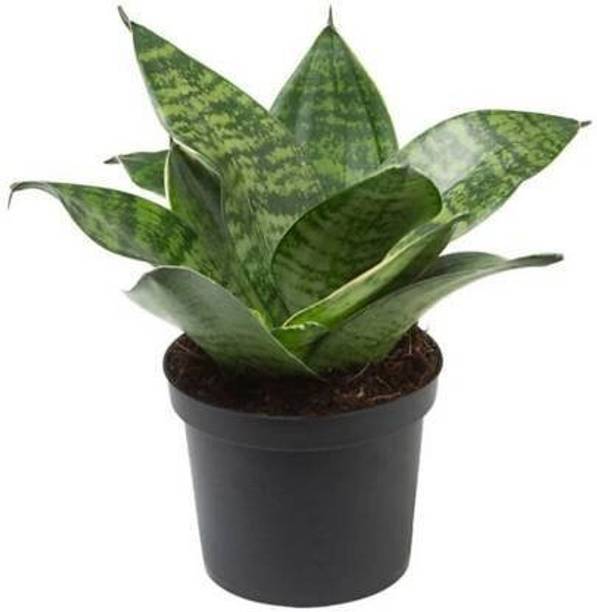 FasanGreen Snake Plant