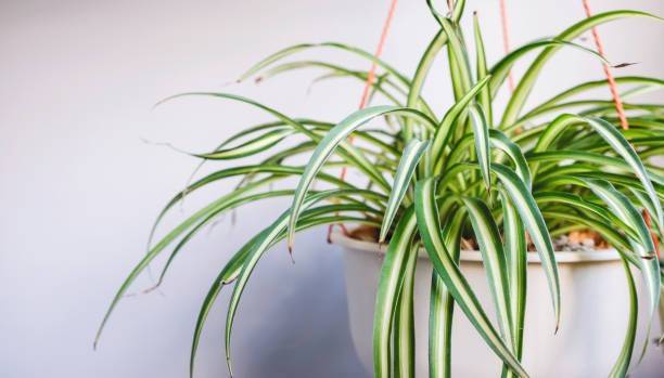 EliteGreen Spider Plant
